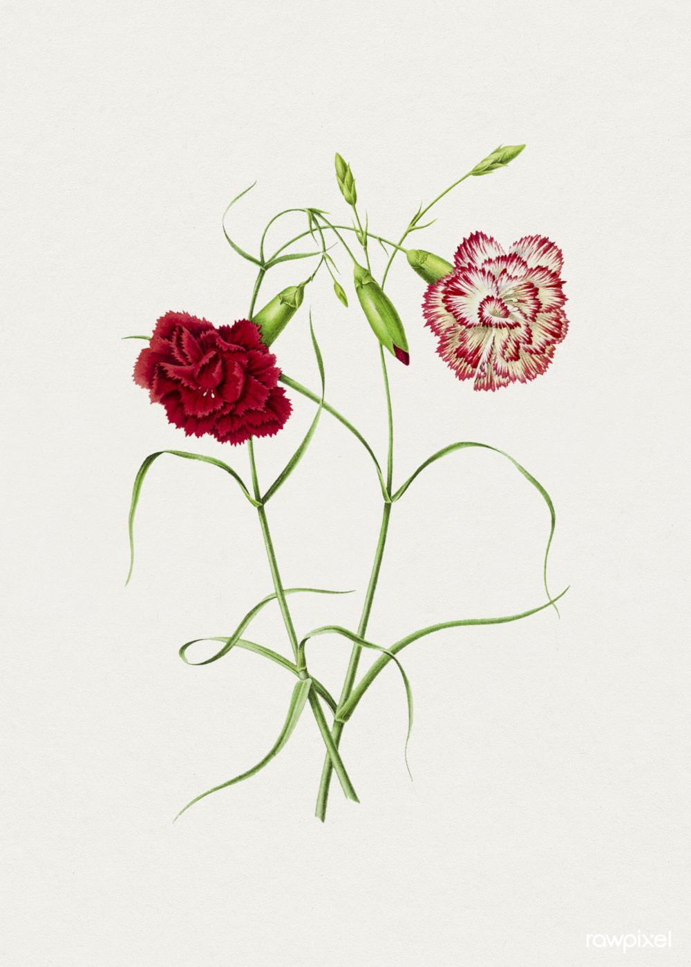Carnation flowers drawing